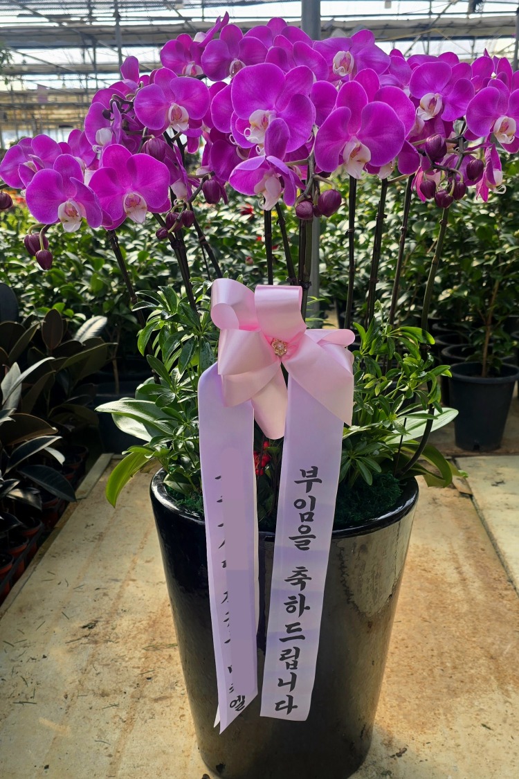 **���� ȣ���� ��۰��Դϴ�